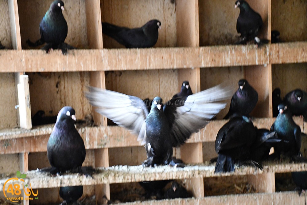 zohdi 3ashoor (108).jpeg